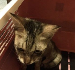 小猫误闯警察局差点窒息 员警救猫总动员