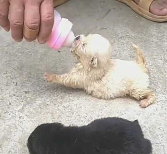 二只小奶狗被捡回家了,第一餐就喂母乳,小狗狗腿令人心痛 二只小奶狗被捡回家了,第一餐就喂母乳,小狗狗腿令人心痛