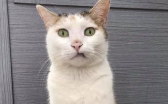 快点把鱼交出来! 胖脸浪猫座椅逼视阿伯用餐