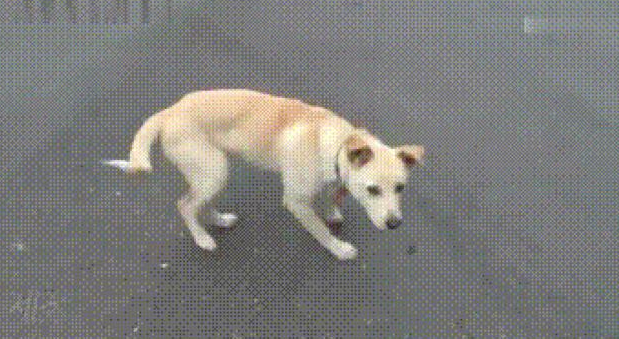 狗狗有间总不回只是坐着地下停车场里,专家建议它有心理障碍,缘故很辛酸 狗狗有间总不回只是坐着地下停车场里,专家建议它有心理障碍,缘故很辛酸