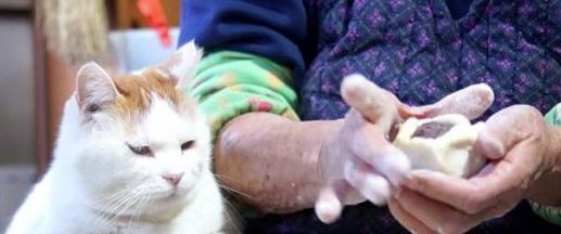 光是看照片就快热泪盈眶！猫叔陪伴老奶奶超暖心