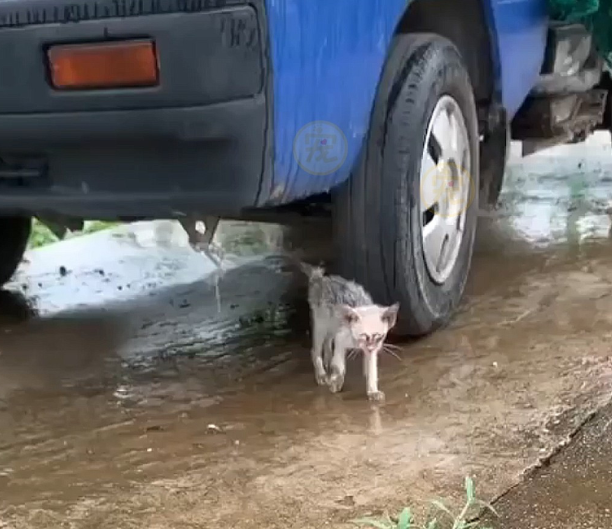 大雨中瑟瑟发抖的小猫,鼓起勇气和人类求助,带回家后颜值逆袭 大雨中瑟瑟发抖的小猫,鼓起勇气和人类求助,带回家后颜值逆袭