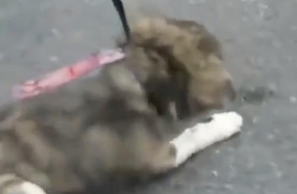 穿疑似警服的男子骑摩托车拖行小狗,到底是假无知还是真虐待? 穿疑似警服的男子骑摩托车拖行小狗,到底是假无知还是真虐待?