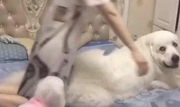 狗狗在入睡,女主人立即来啦招泰山压顶,太过分了! 狗狗在入睡,女主人立即来啦招泰山压顶,太过分了!