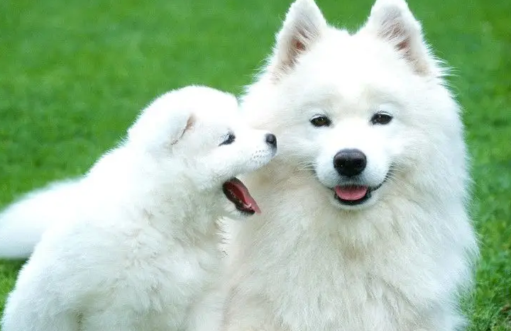 和狗狗亲亲会得狂犬病吗？答案令人意外！