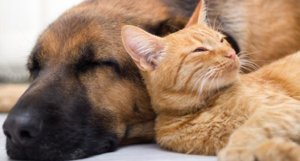 可怜小狗被大猫拥入怀中，动作乖巧但眼神出卖了它