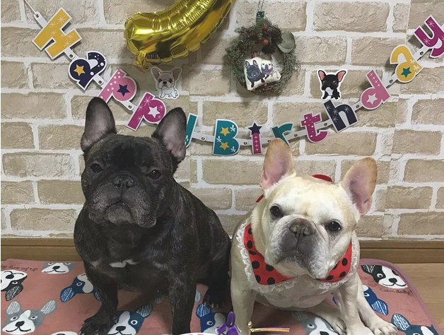 超萌法国斗牛犬cp,小宠物界恩爱夫妻! 超萌法国斗牛犬cp,小宠物界恩爱夫妻!