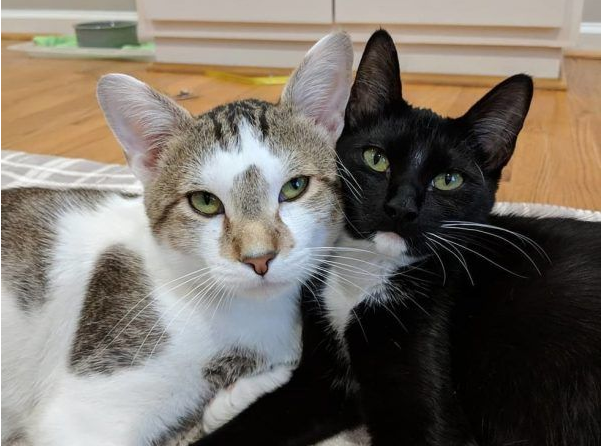 模范好老公! 老婆生产时虎斑猫全程陪产 模范好老公! 老婆生产时虎斑猫全程陪产