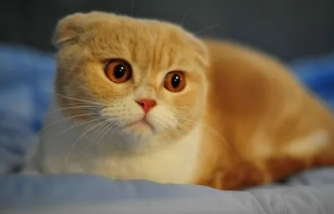 猫在40度会不会热死