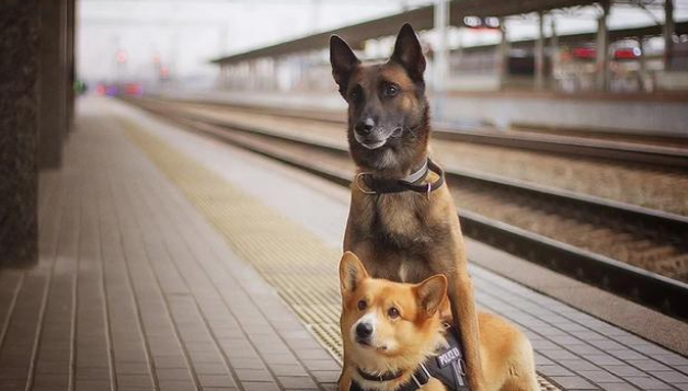 俄罗斯一只柯基当7年警犬后退役，网友：想不到柯基真能当警犬！