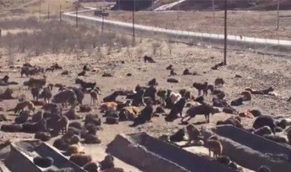 价值200万藏獒卖屠宰场 昔日名犬成落魄肉狗