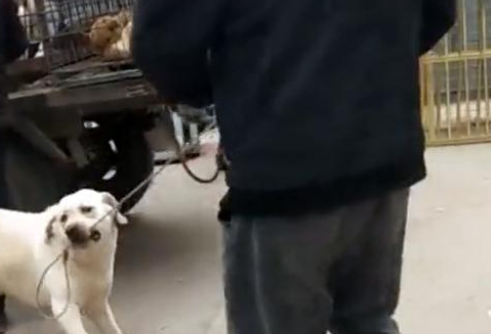 狗狗得知自己即将被卖掉,咬住绳子苦苦哀求:主人,别不要我! 狗狗得知自己即将被卖掉,咬住绳子苦苦哀求:主人,别不要我!