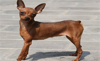 小鹿犬为什么这么臭