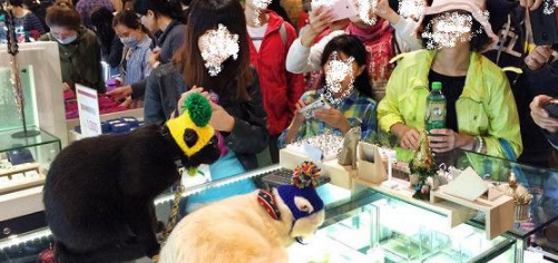 黑猫跟主人买早餐 隔壁阿嬷问:是不是导盲犬? 黑猫跟主人买早餐 隔壁阿嬷问:是不是导盲犬?