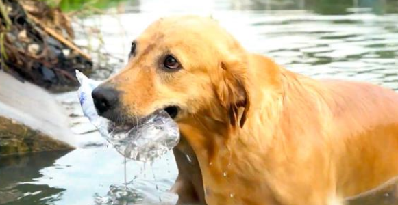 爱好独特的金毛犬，喜欢在河里捡垃圾，这一捡就是6年