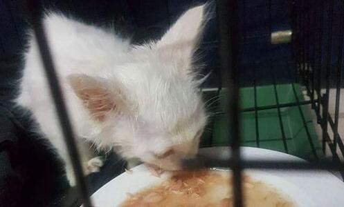 花莲女学生脸书直播虐猫 网友联手火速救援