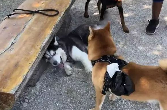 小区主宰此次栽了,一世威武被一只小柴犬毁了,二哈:狗脸丢尽 小区主宰此次栽了,一世威武被一只小柴犬毁了,二哈:狗脸丢尽