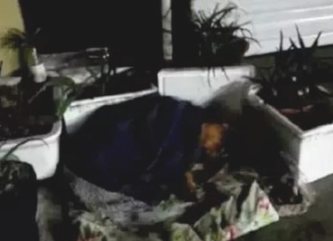 流浪犬整日守在水果店前,老夫妇却沒有收留它,狗狗痛心不高了头 流浪犬整日守在水果店前,老夫妇却沒有收留它,狗狗痛心不高了头