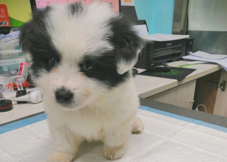 流浪犬被抛弃大街,受严厉打击后它躲角落里不出去,女生发觉一路抱回家