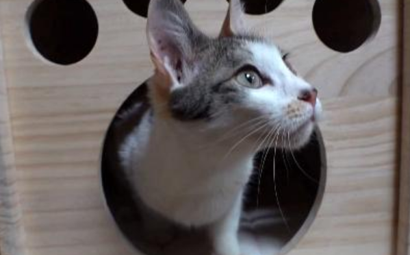 三花猫连续一年在铲屎官头上“撒尿”,得知原因后,主人惭愧不已 三花猫连续一年在铲屎官头上“撒尿”,得知原因后,主人惭愧不已