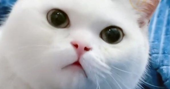 因先天缺陷，只会揣手的猫，被弃养后，挽留人类的样子让人心疼