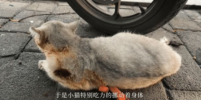 路边遇到一只被虐待遗弃的猫,女孩做了这件事,全网都看哭了! 路边遇到一只被虐待遗弃的猫,女孩做了这件事,全网都看哭了!