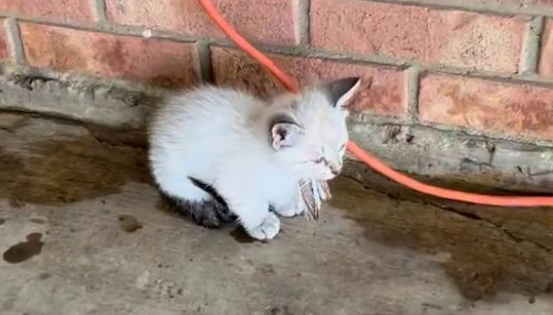 小流浪猫当街拦车，好心人出手相助，竟被13只小猫集体赖上