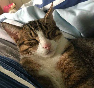 爸爸和猫主子合照 焦点却是主子眼神死的表情 爸爸和猫主子合照 焦点却是主子眼神死的表情