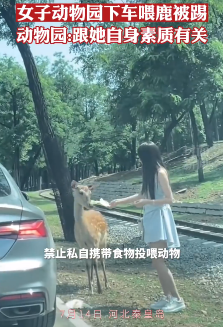 女子动物园下车喂鹿被踢,园方:该处禁止下车投喂 女子动物园下车喂鹿被踢,园方:该处禁止下车投喂