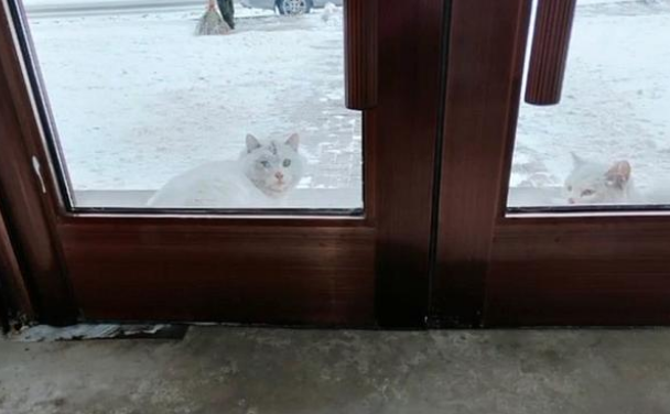 小白猫被抱走后,猫妈妈天天上门讨要孩子,小猫的反应很现实 小白猫被抱走后,猫妈妈天天上门讨要孩子,小猫的反应很现实