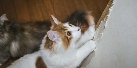 猫死人伤！ 猫误入洗衣机 饲主救猫心切惨遭骨折