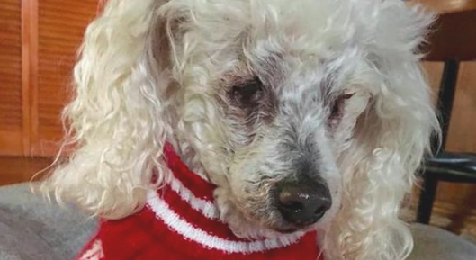 贵宾犬肾衰竭快不行，安乐死时男孩儿恳求要怀着它：我永远爱你！