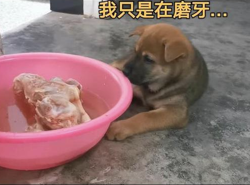 小土狗趴到冷冻肉旁，先装作磨牙之后多喝水，最终禁不住還是偷食了！