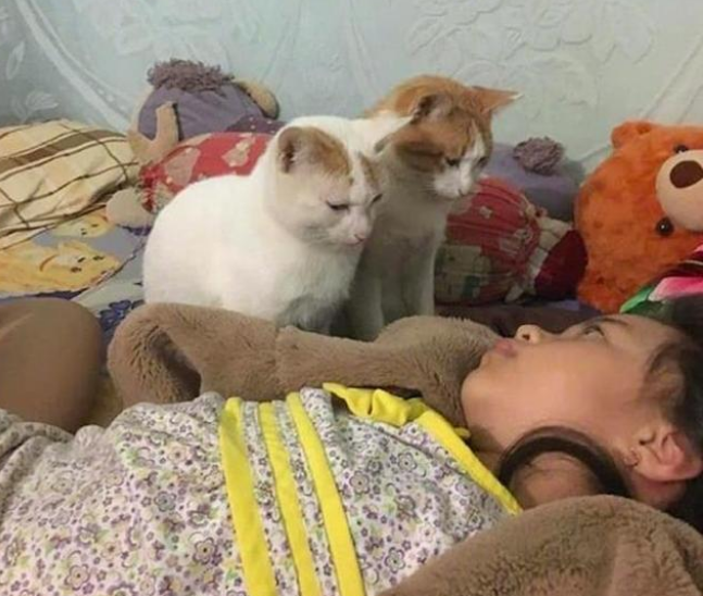 女子熬夜忘了喂猫，睁开眼就想继续装睡：真不是故意的！