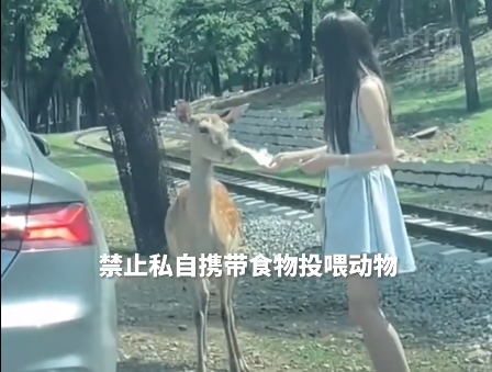 女子动物园下车喂鹿被踢，园方：该处禁止下车投喂
