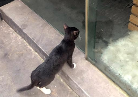 不知自己被遗弃的猫咪,天天守着紧锁的大门,期待主人接自己回家 不知自己被遗弃的猫咪,天天守着紧锁的大门,期待主人接自己回家