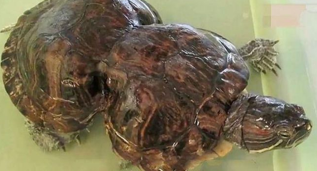 老人生前养了只乌龟,给它戴上镯子,没想到5年后变成了这样 老人生前养了只乌龟,给它戴上镯子,没想到5年后变成了这样