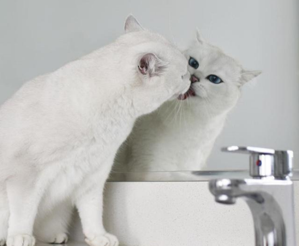拥有绝美蓝眼睛的猫咪，迷倒万千猫奴，如今已成为主人“招财猫”