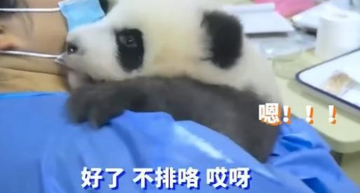 熊猫宝宝拒不配合，还不停和饲养员吵架顶嘴！