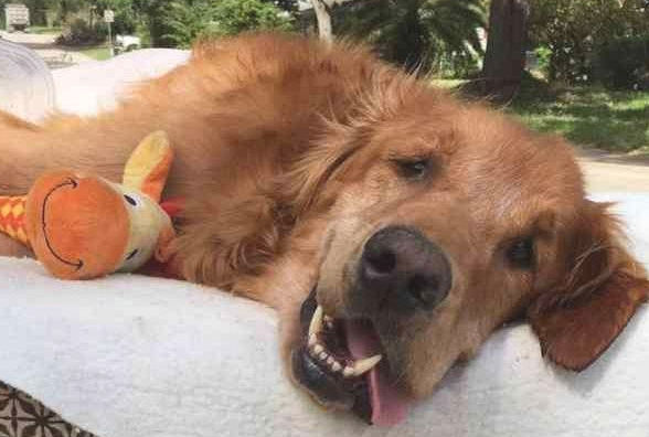 小狗身患淋巴癌不可以行走，主人家用这方式让它高兴，小狗仍然真幸福