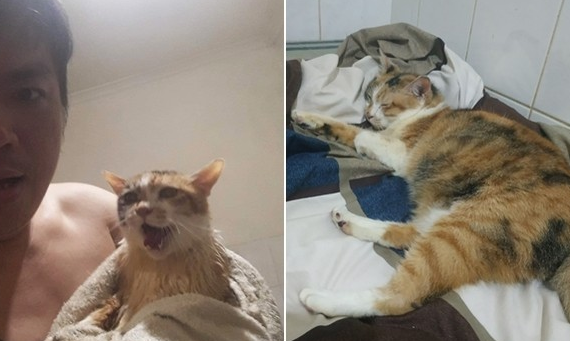 猫咪被退养3次 将安乐死 最后终于等到了一个对的人