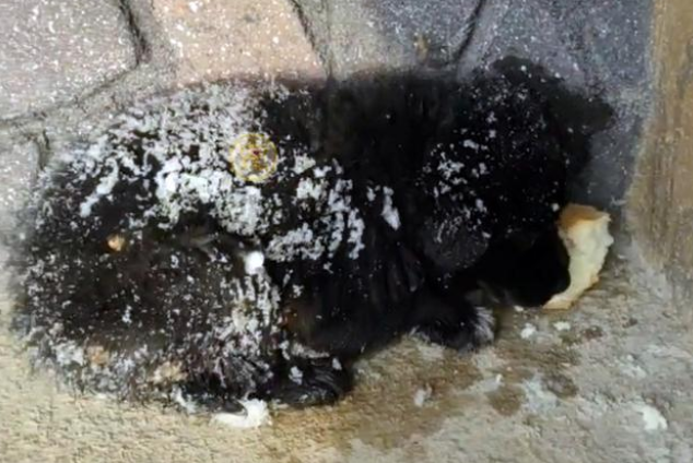 被大雪淹没的流浪狗，缩在角落瑟瑟发抖，好心人带它回家竟遭质疑