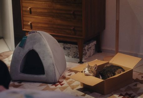 日本Google猫奴系列广告 7种只有内行人才懂的瞬间 日本Google猫奴系列广告 7种只有内行人才懂的瞬间