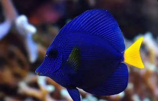 性情凶猛的紫吊如何饲养?喂食方法学习一下!