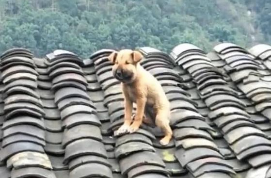 狗狗跑到房顶上捉蜜蜂，結果脸被叮肿，还下不去了，可伶又憋屈！