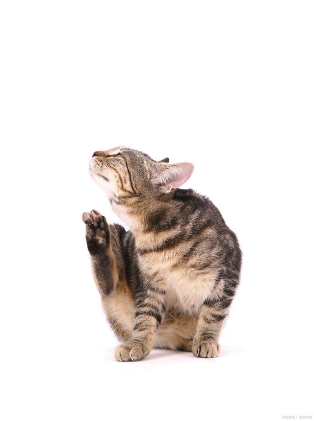 小猫身上有跳蚤怎么办 小猫身上有跳蚤怎么办