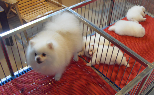 小型博美犬多少钱一只? 小型博美犬多少钱一只?