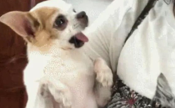 狗狗被主人家亲了一口后现场怔住,随后居然低头羞涩,真是俘获了