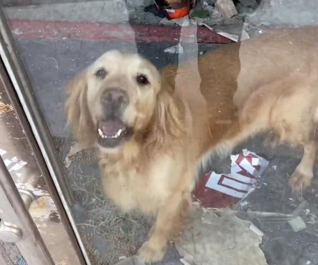 金毛犬被锁空房内，主人竟不知所踪，好心人的投喂让它重获新生