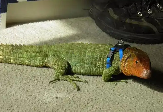 威武霸气带点萌这样的圭亚那闪光蜥你确定不养一只